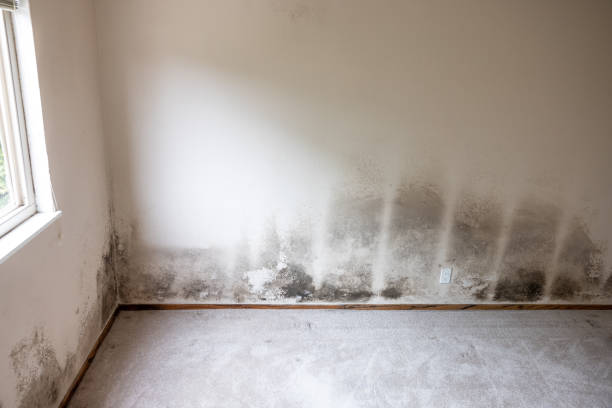 Best Residential Mold Inspection & Testing  in Bladenboro, NC